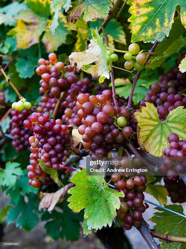 Wine Harvest