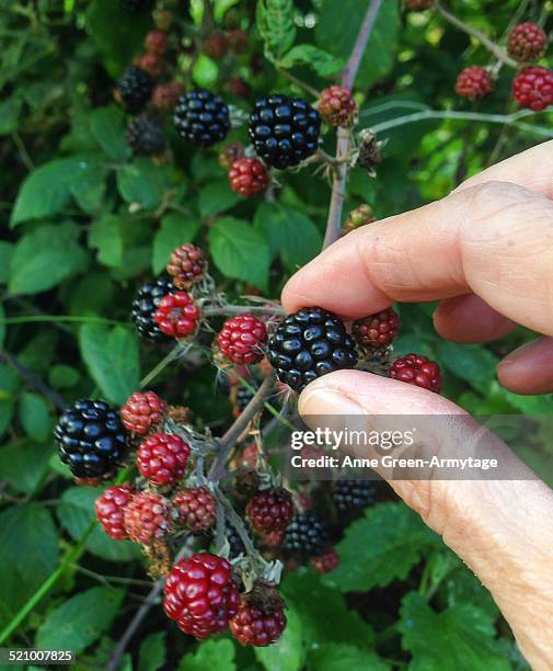 Foraging England Foraging England Photos and Premium High Res Pictures - Getty Images