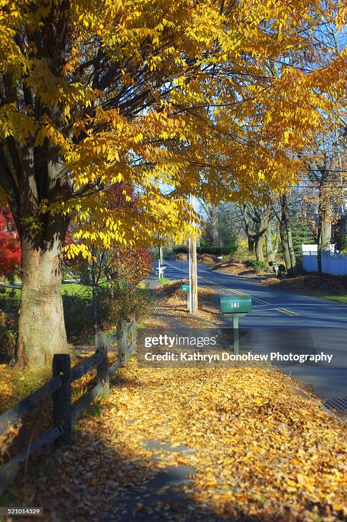 Autumn Colors