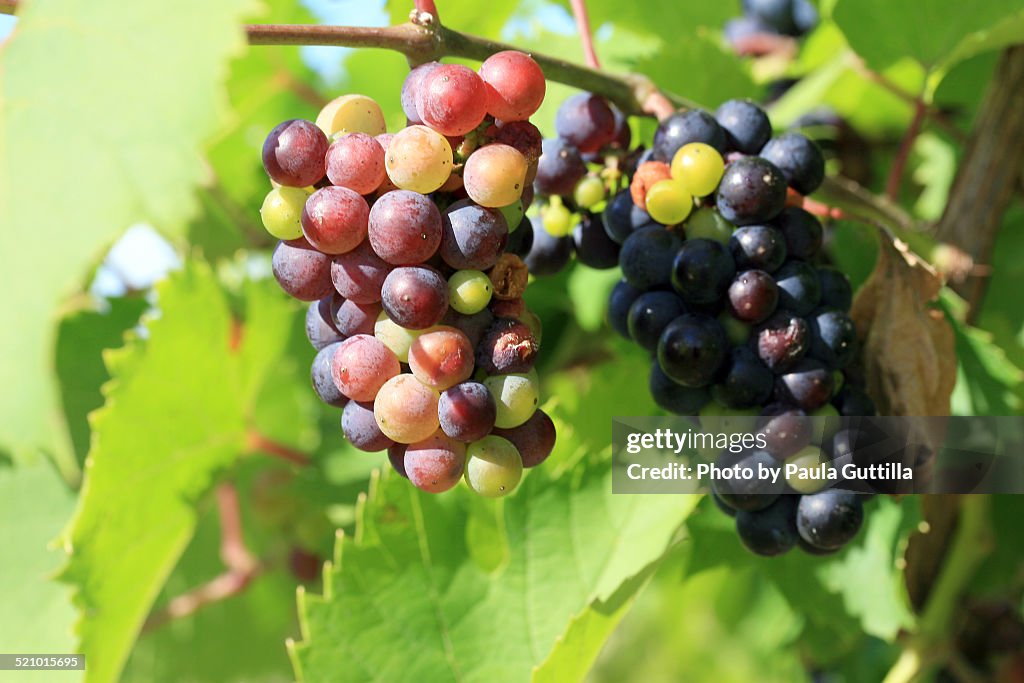 Wine Harvest