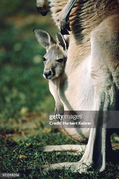 young kangaroo in the bag - joey herbert stock pictures, royalty-free photos & images