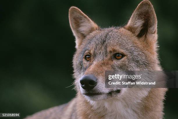 european gray wolf - transylvania romania stock pictures, royalty-free photos & images