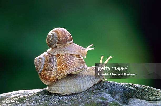 two edible snails piggy-back - animal family stock pictures, royalty-free photos & images