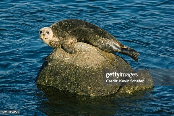 harbor seal resting on boulder - knubbsäl bildbanksfoton och bilder