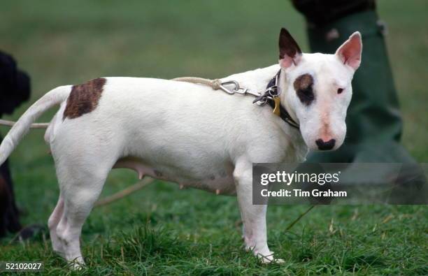 Princess Anne's Pet Bull Terrier Bitch, Eglantine, At Gatcombe Park Horse Trials In Gloucestershire.