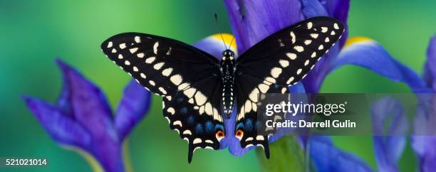 female black swallowtail on a dutch iris - black swallowtail butterfly stockfoto's en -beelden