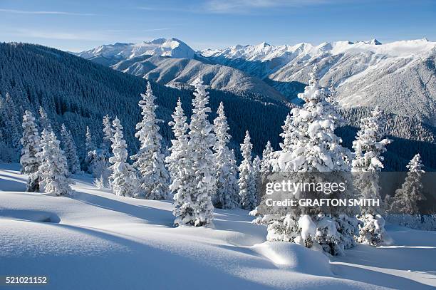 snowy trees on aspen mountain - berg mount aspen stock-fotos und bilder