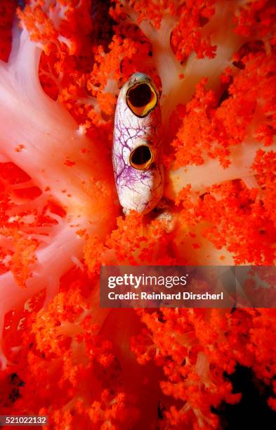 sea squirt tunicate growing in soft coral (ascidia), komodo national park, indian ocean. - soft coral stock-fotos und bilder