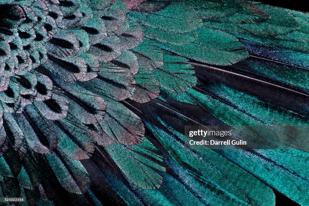 Superb Bird of Paradise feather design as they radiate outwards