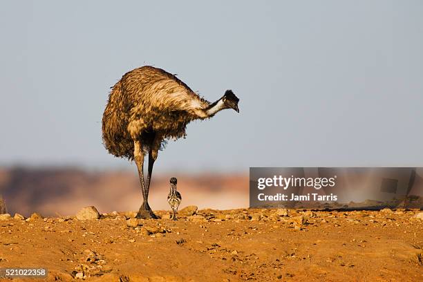 a male emu protecting his last remaining live new chick - émeu photos et images de collection
