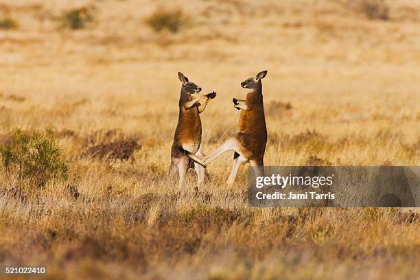 two male red kangaroos play fighting and kicking with their back legs - boxing kangaroo stock pictures, royalty-free photos & images
