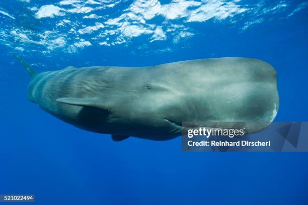 sperm whale (physeter macrocephalus) - ballena cachalote fotografías e imágenes de stock