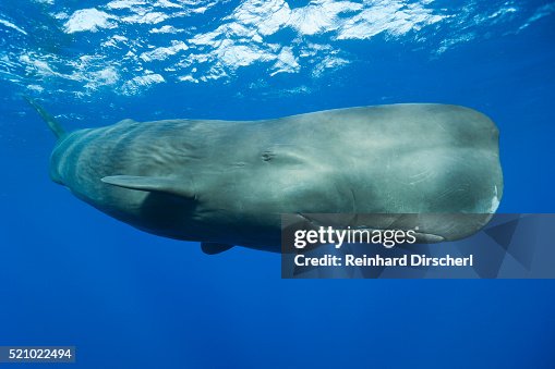 Sperm Whale (Physeter macrocephalus) Sperm Whale (Physeter macrocephalus)
