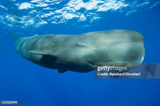 sperm whale (physeter macrocephalus) - images of whale underwater stock pictures, royalty-free photos & images