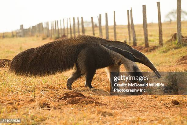 giant anteater - anteater stock pictures, royalty-free photos & images