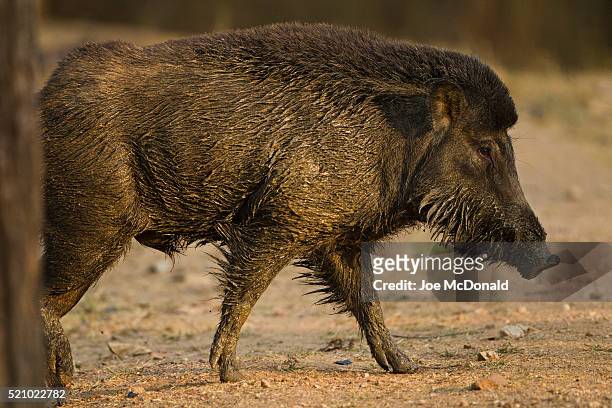 120 Indian Wild Boars Photos and Premium High Res Pictures - Getty Images