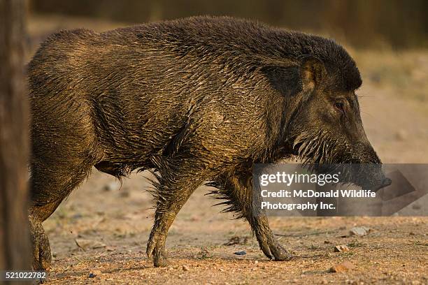 120 Indian Wild Boars Photos and Premium High Res Pictures - Getty Images 120 Indian Wild Boars Photos and Premium High Res Pictures - Getty Images