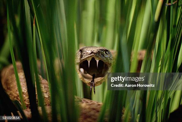 snake in the grass - väsa bildbanksfoton och bilder