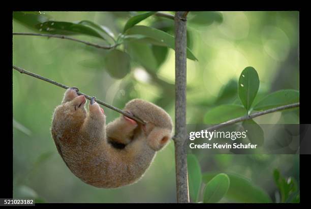 silky anteater sleeping in the caroni swamp - silky anteater stock pictures, royalty-free photos & images