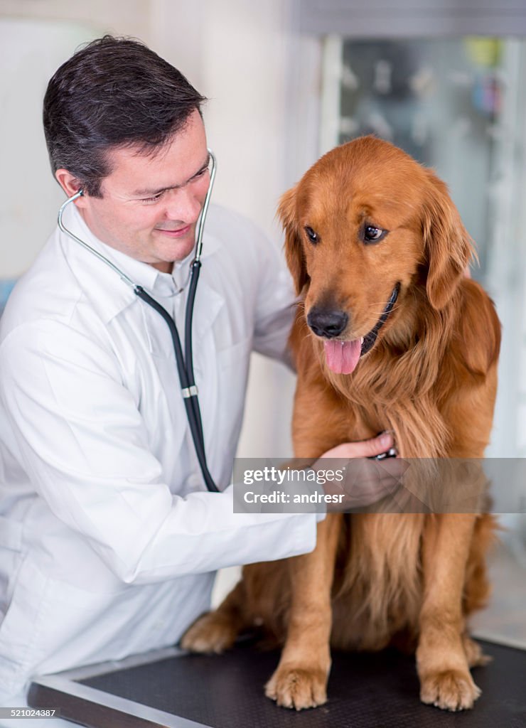 Dog at the vet