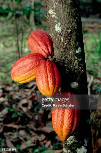 cacao pods - cocoa plant imagens e fotografias de stock