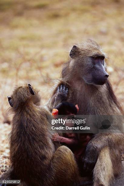 mother chacma baboon with young - chacma baboon 個照片及圖片檔