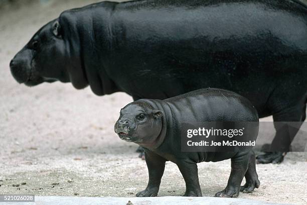 young pygmy hippopotamus at the miami metrozoo - baby hippo stock pictures, royalty-free photos & images