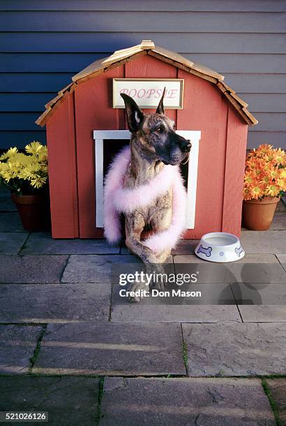 great dane wearing a boa - dog kennel stock pictures, royalty-free photos & images