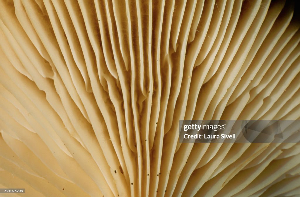 Gills of Mushroom