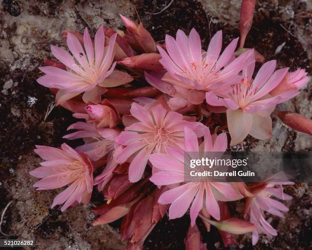 Bitter Root Photos and Premium High Res Pictures - Getty Images