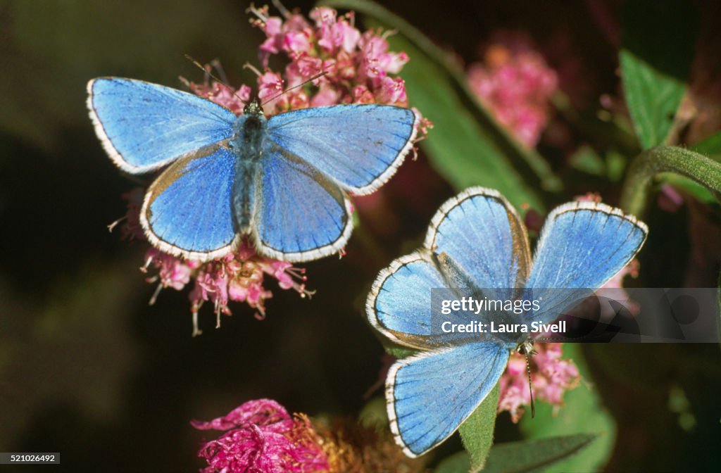 Male Adonis Blue Butterflies