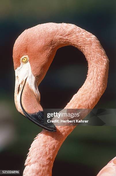 neck and head of a red flamingo - becco foto e immagini stock