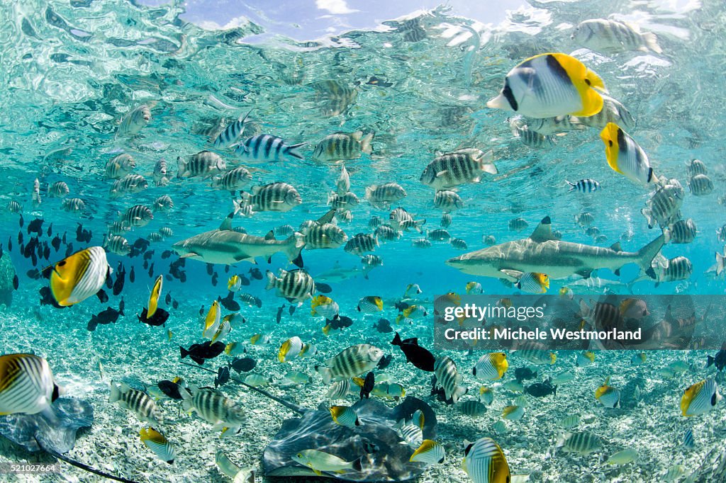 Blacktip Sharks and Tropical Fish in Bora-Bora Lagoon