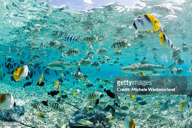 blacktip sharks and tropical fish in bora-bora lagoon - south pacific ocean photos et images de collection