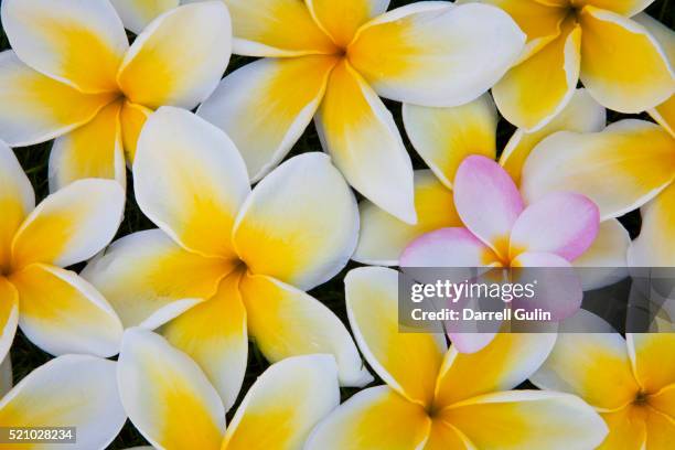 frangipani flowers - frangipane stock pictures, royalty-free photos & images