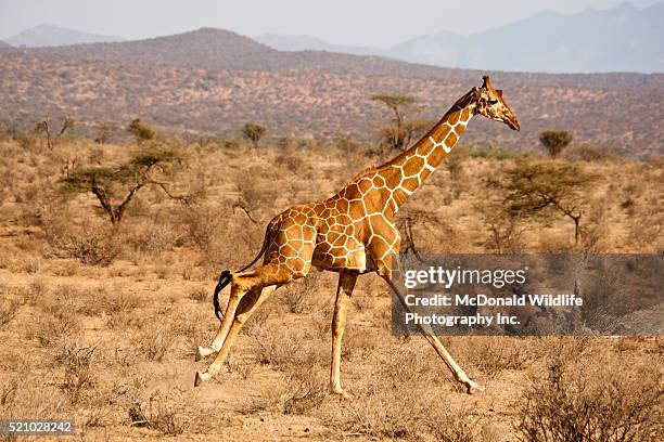 reticulated giraffe, giraffa camelopardalis reticulata, samburu gr, kenya, running across savanna - giraffe stock pictures, royalty-free photos & images