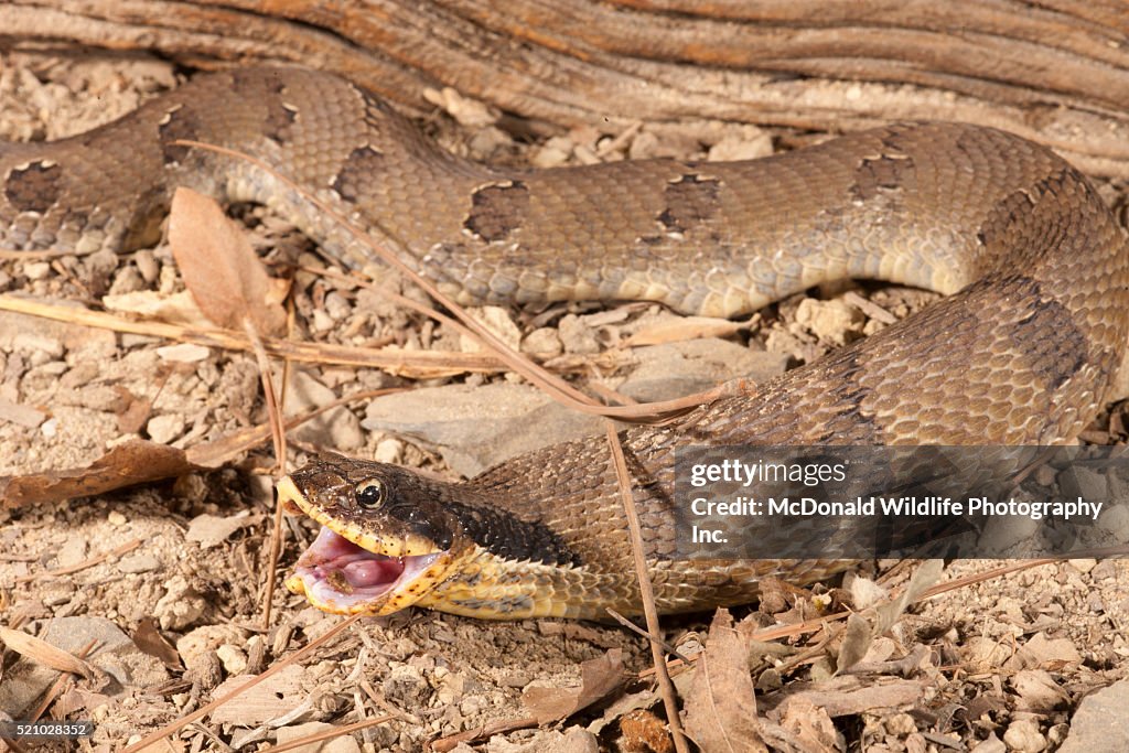 Eastern Hognose Snake, Heterodon platyrhinos. Eastern USA. Eating/swallowing an American Toad, Bufo americanus. Controlled situation.