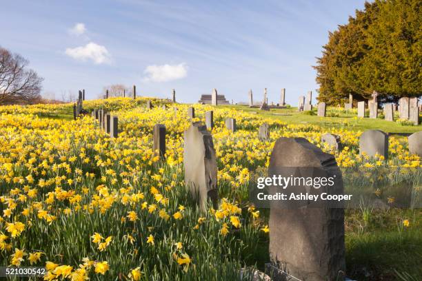 wild daffodils (narcissus pseudonarcissus) flowering in spring, lake district, uk. - grafsteen stockfoto's en -beelden
