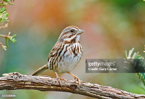 song sparrow - zangvogels stockfoto's en -beelden