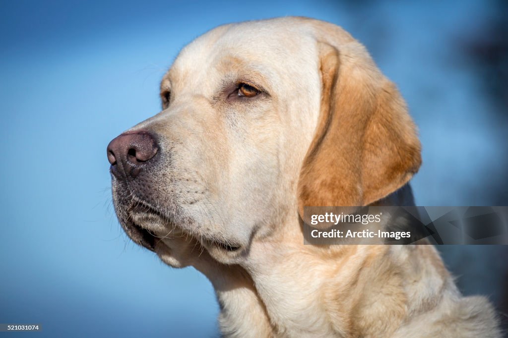 Large Yellow Lab Portrait Of Yellow Labrador Retriever High-Res Stock Photo - Getty Images