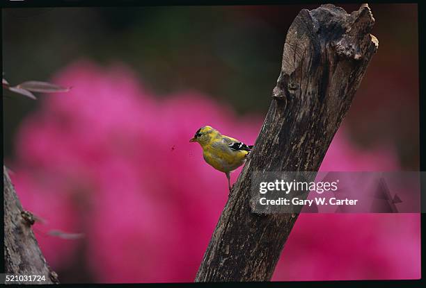 american goldfinch perched in a tree - american goldfinch stock pictures, royalty-free photos & images