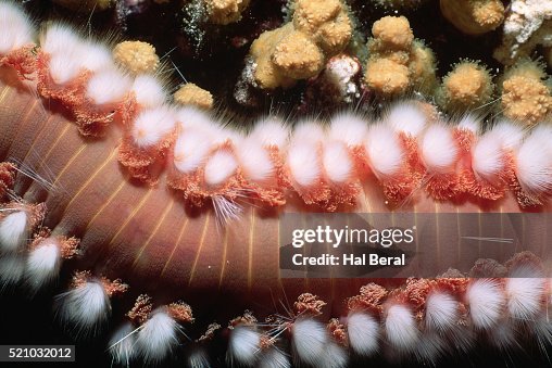 Bearded Fire Worm (Hermodice carunculata) Bearded Fire Worm (Hermodice carunculata)