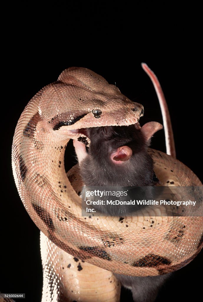 Boa Constrictor Eating a Rat