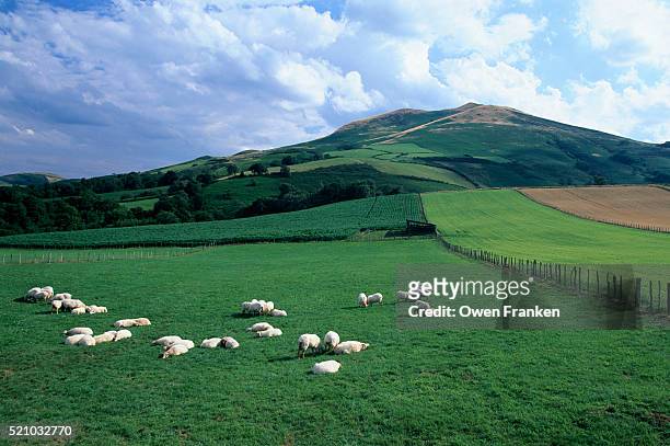 sheep grazing and sleeping in field - sleeping sheep stock pictures, royalty-free photos & images