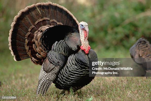 wild turkey in courtship display - turkey stock pictures, royalty-free photos & images