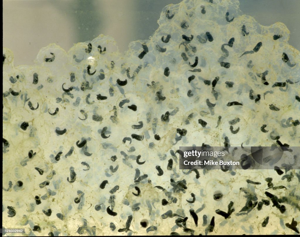 Frog Spawn, UK