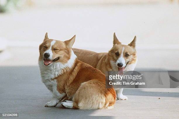 Queen Mother Corgis At Clarence House.