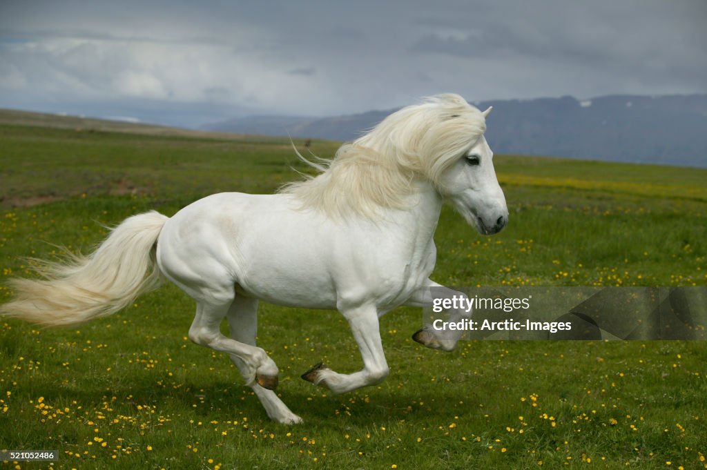 White Icelandic Stallion Running in Meadow