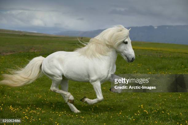 white icelandic stallion running in meadow - pony stock pictures, royalty-free photos & images