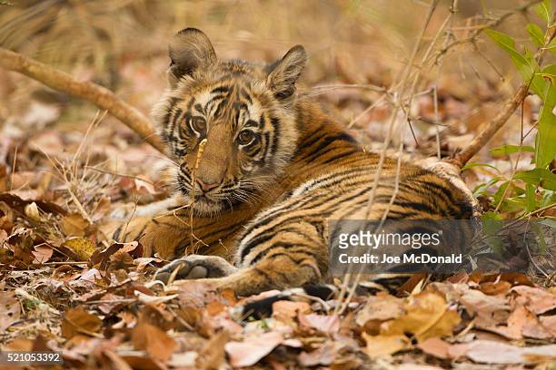 tiger cub resting - baby tiger stock pictures, royalty-free photos & images